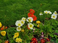 Multi Colored Garden Flowers