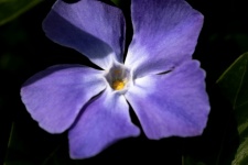 Purple Flower, Vinca, Detail Photo