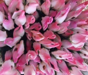Tulip Shaped Seashells