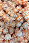 Conus Inscriptus Orange Shells