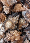 Spiney Spiral Seashells