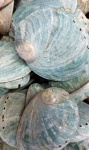 Blue Abalone Shells