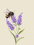 Lavender Flowers Bee Illustration