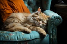 Orange Cat Asleep