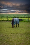 Horse, Landscape, Meadow