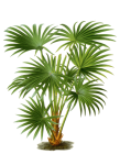 Vintage Palm Botanical Art