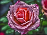 Flower Blossom Rose Raindrops