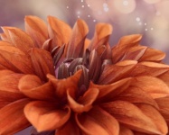 Chrysanthemum Flower Blossom Orange