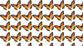 Monarch Butterfly Pattern
