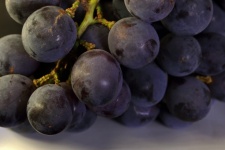 Ripe Bunch Of Black Catawba Grapes