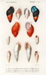 Vintage Seashells Illustration