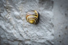 Snail, Shell, Gastropoda