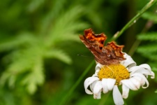 Butterfly, Polygonia C-album, Insect