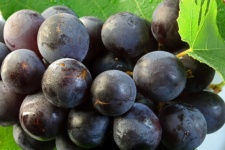 A Bunch Of Black Grapes & Leaf