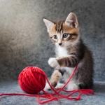 A Kitty Playing