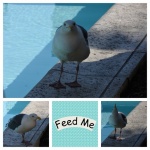 Immature Seagull Funny Collage Art