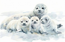 Cute White Baby Seals Art