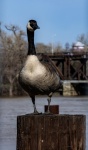 Canadian Goose Photograph