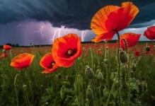 Poppies Flowers Thunderstorm Sky