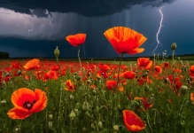 Poppies Flowers Thunderstorm Sky