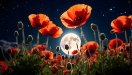 Poppies Full Moon Starry Sky