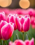 Pink Tulips Flowers Spring