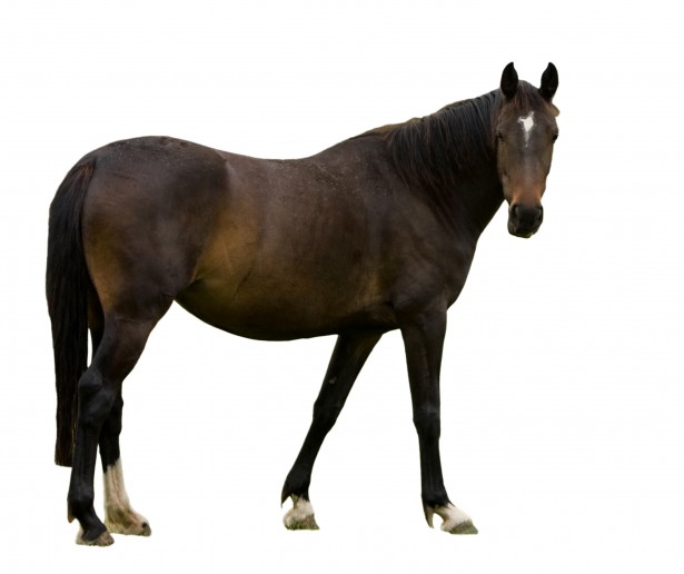 http://www.publicdomainpictures.net/pictures/60000/nahled/horse-isolated-white-background.jpg