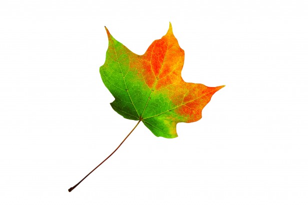Maple Leaf Changing Color images