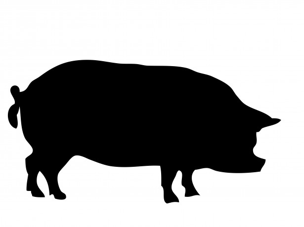 clipart pot bellied pig - photo #26