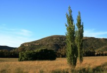 Two Trees In The Veld