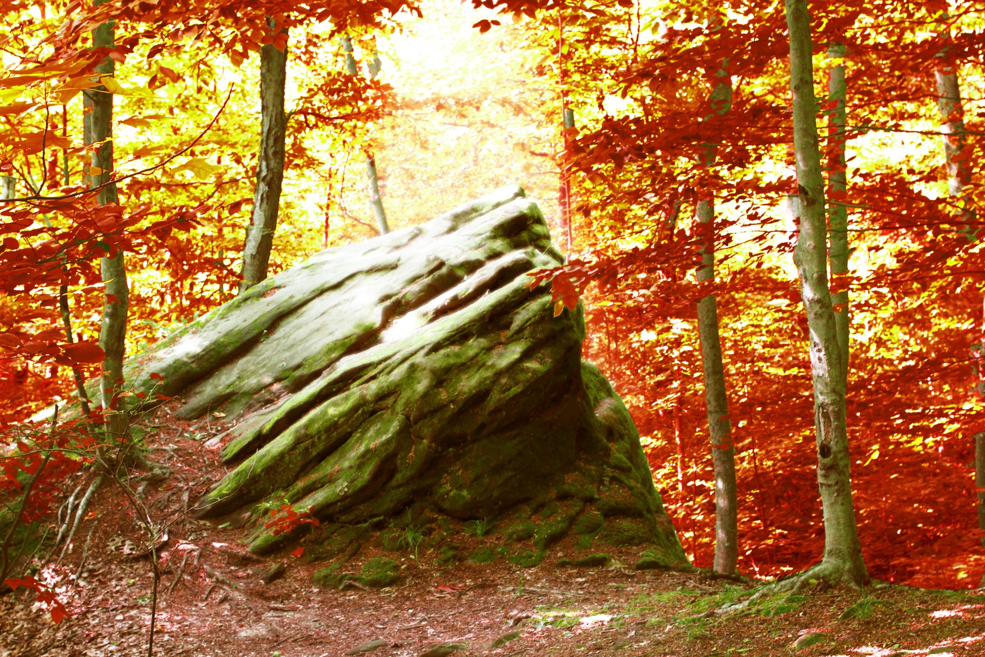 Autumn Forest Rock