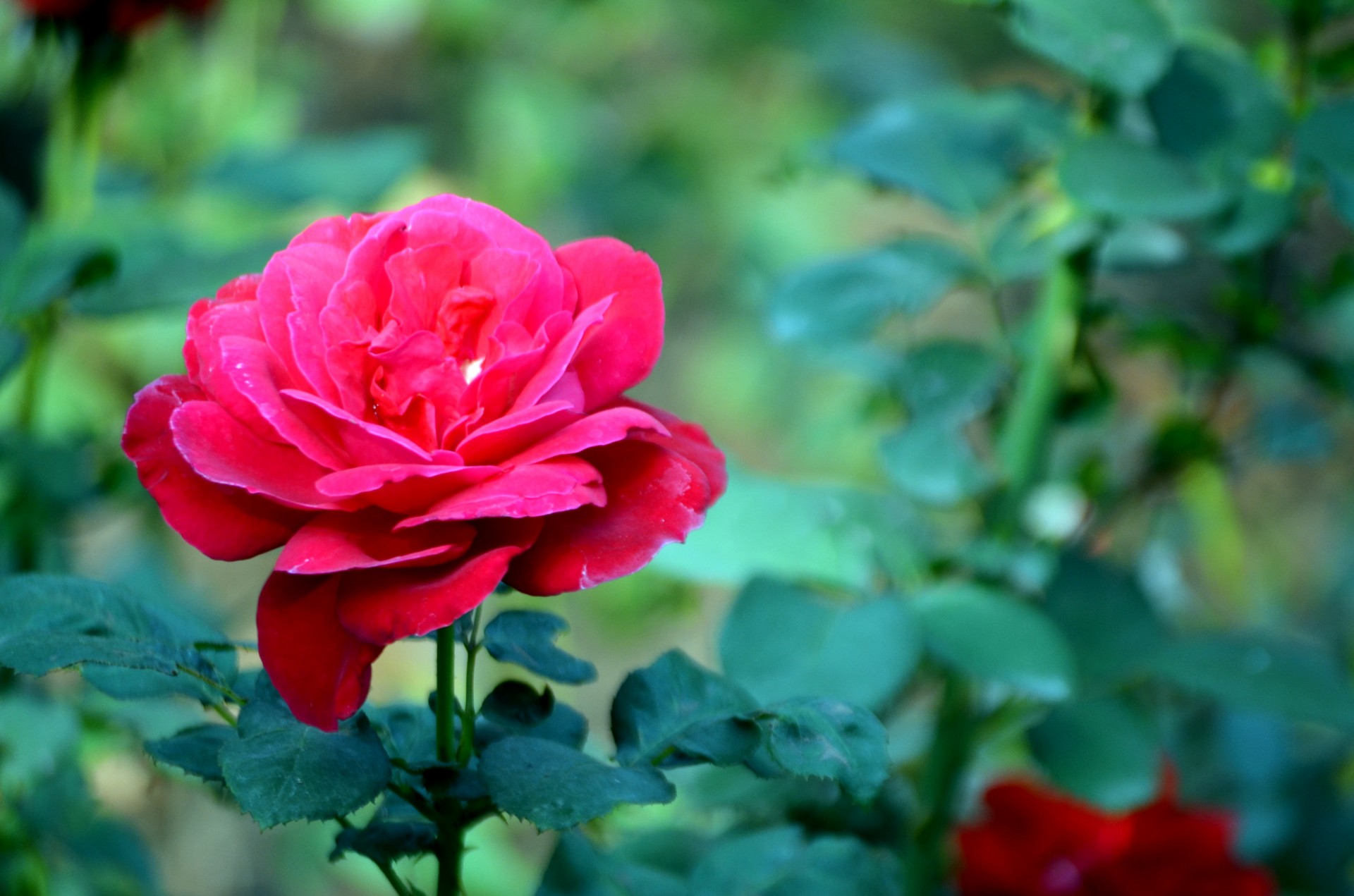 Beautiful Rose Free Stock Photo Public Domain Pictures