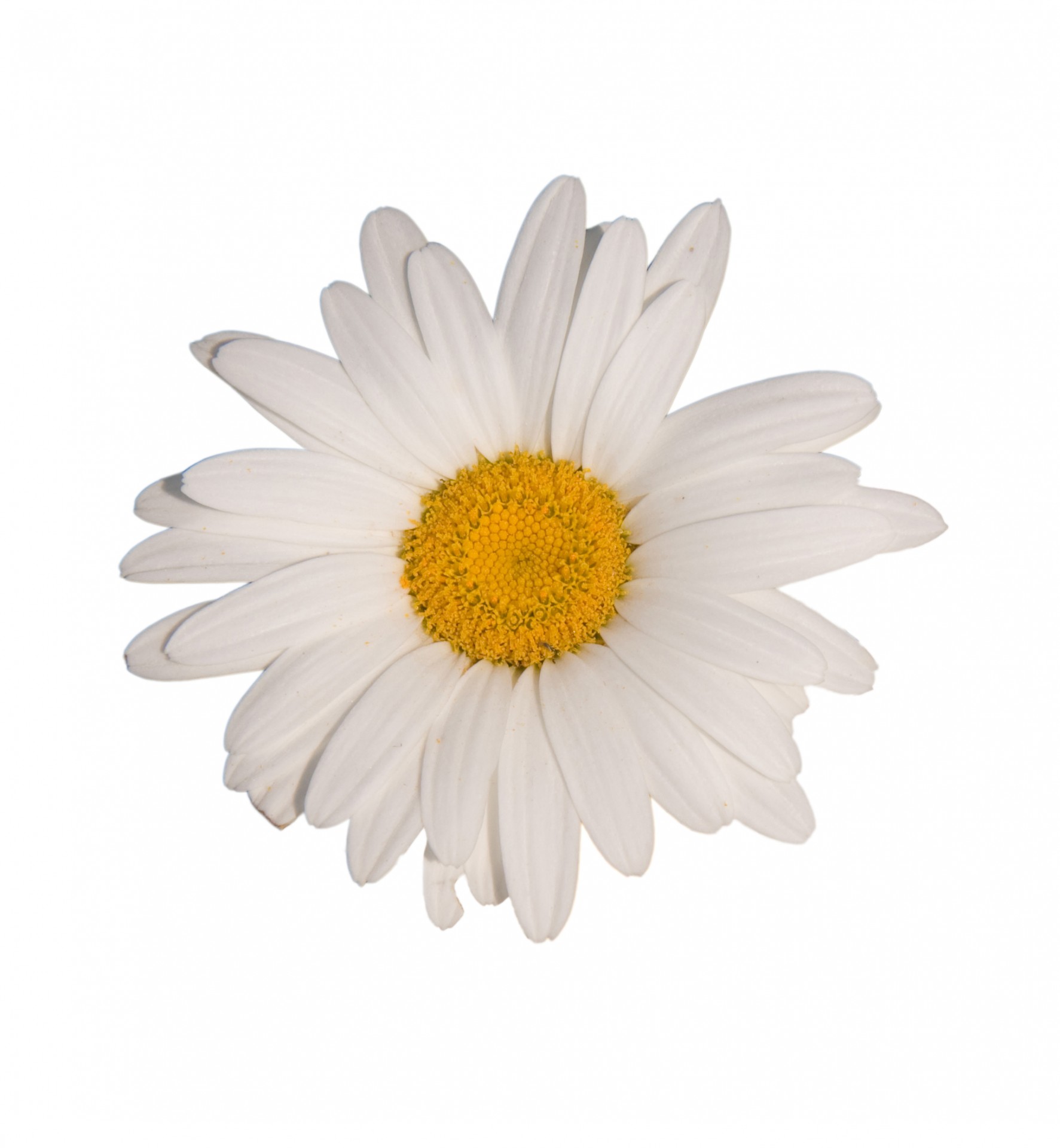 Daisy Flower White Background Free Stock Photo - Public Domain Pictures