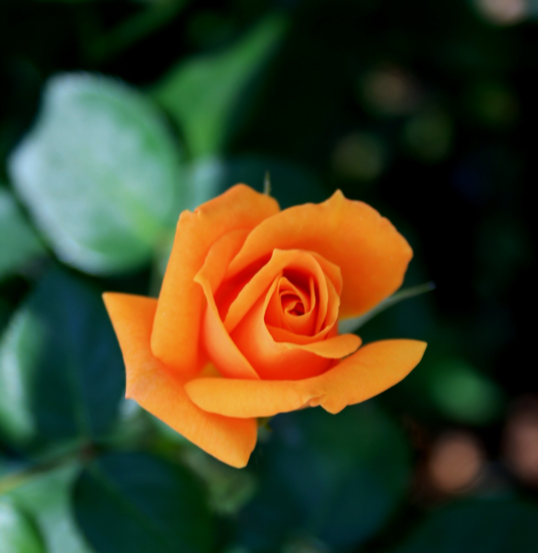 Deep Yellow Rose