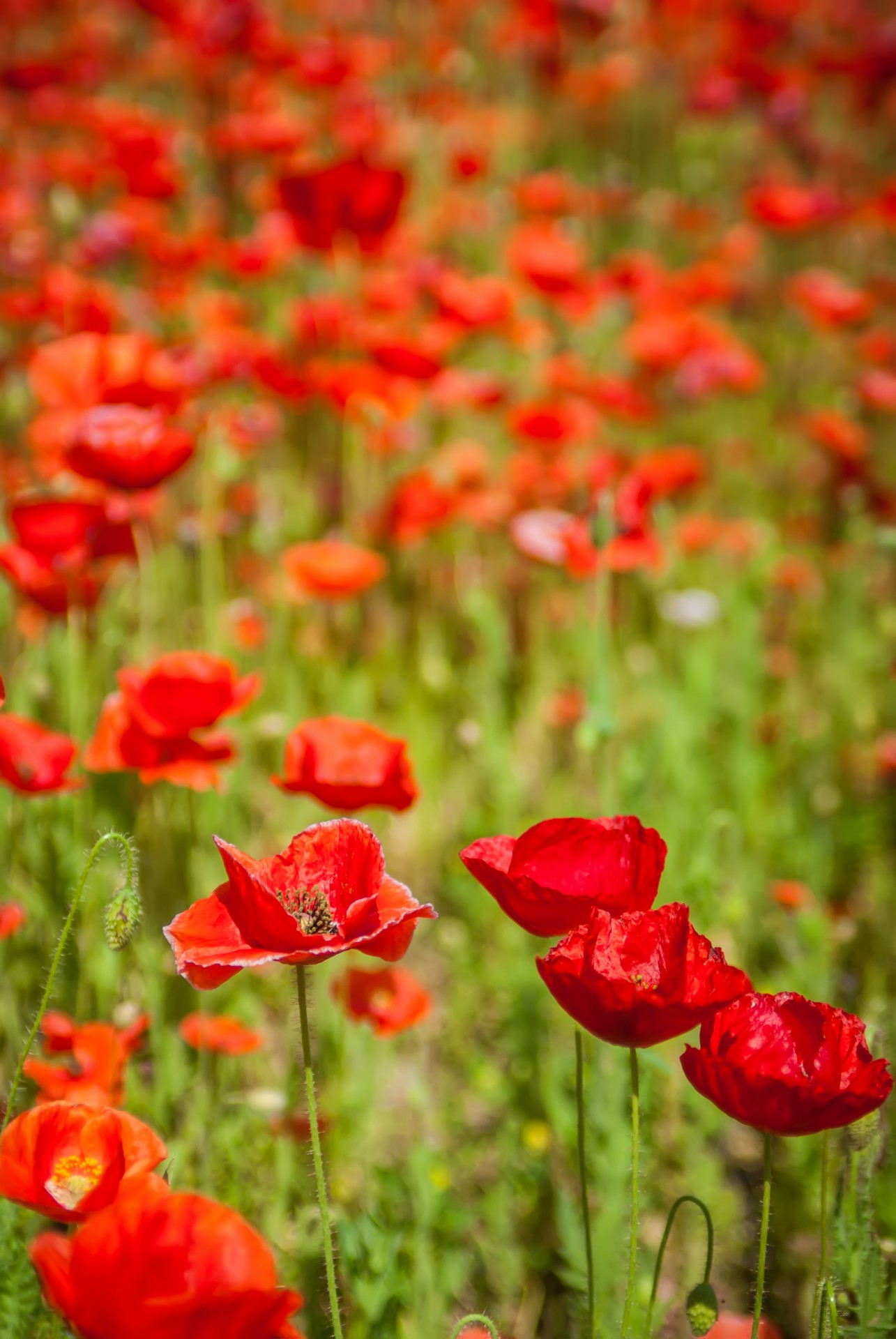Poppies Flowers Wallpapers | HD Wallpapers | ID #11743