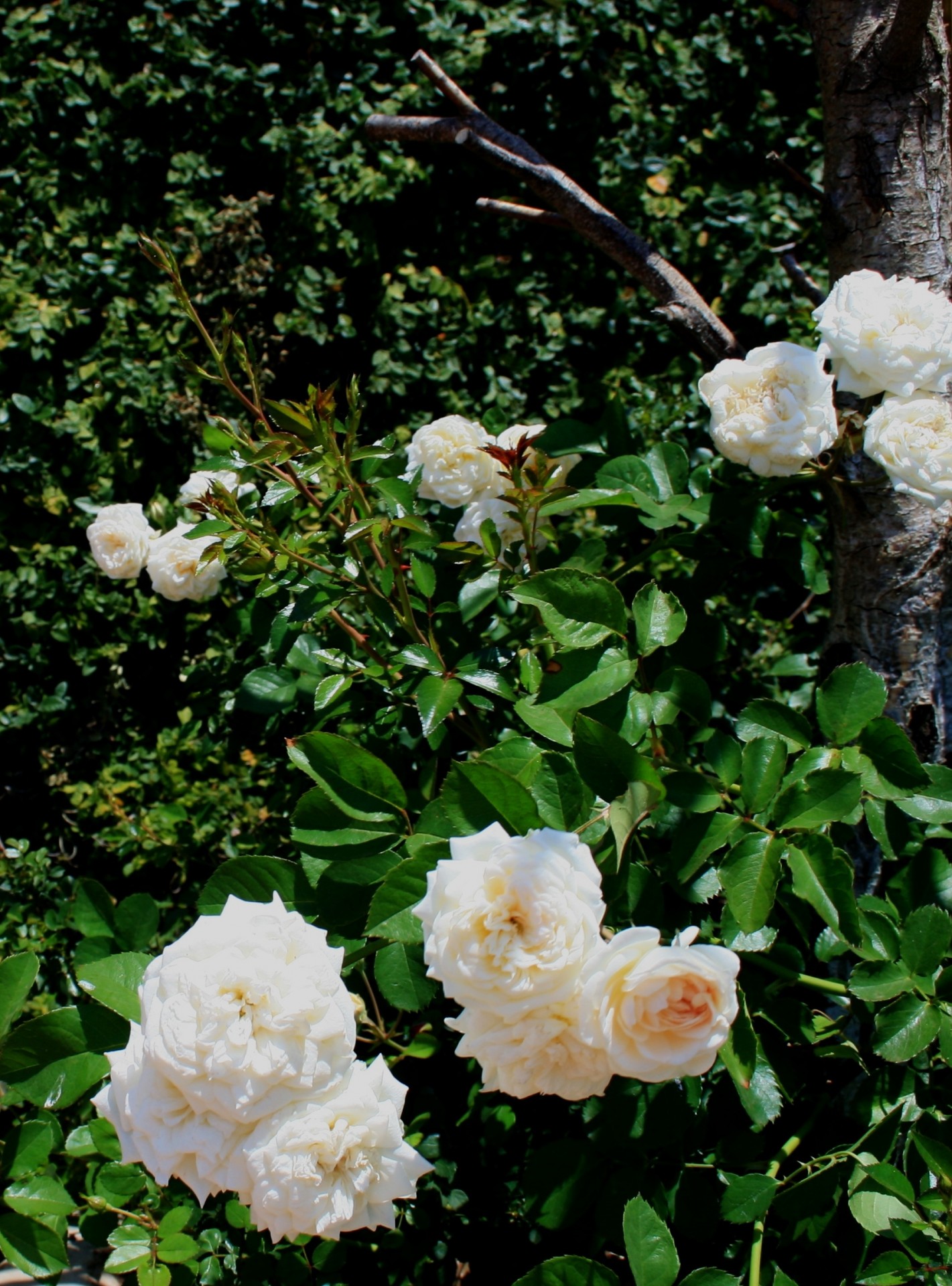 Rose Bush With Pale Pink Roses