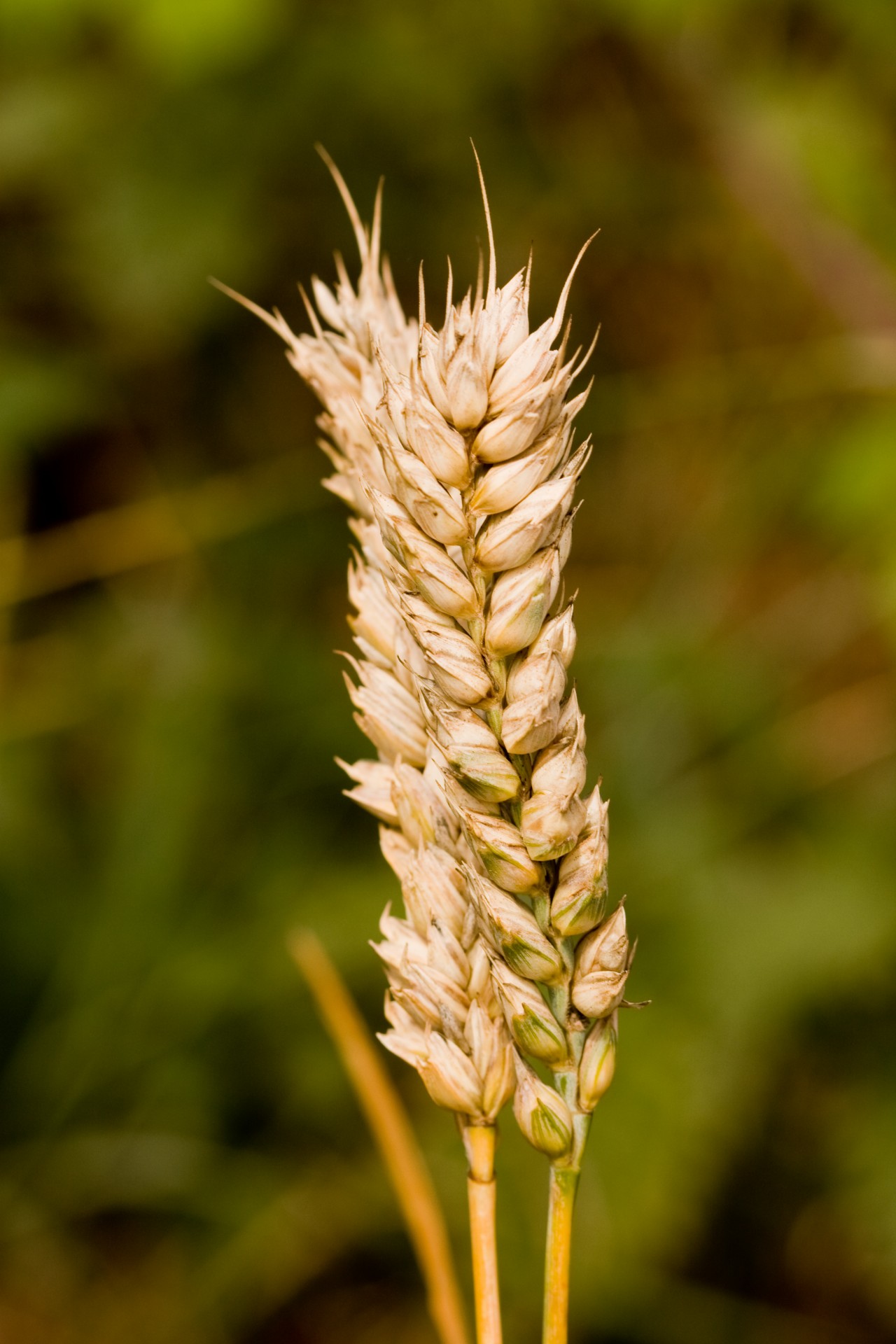 Wheat Free Stock Photo - Public Domain Pictures