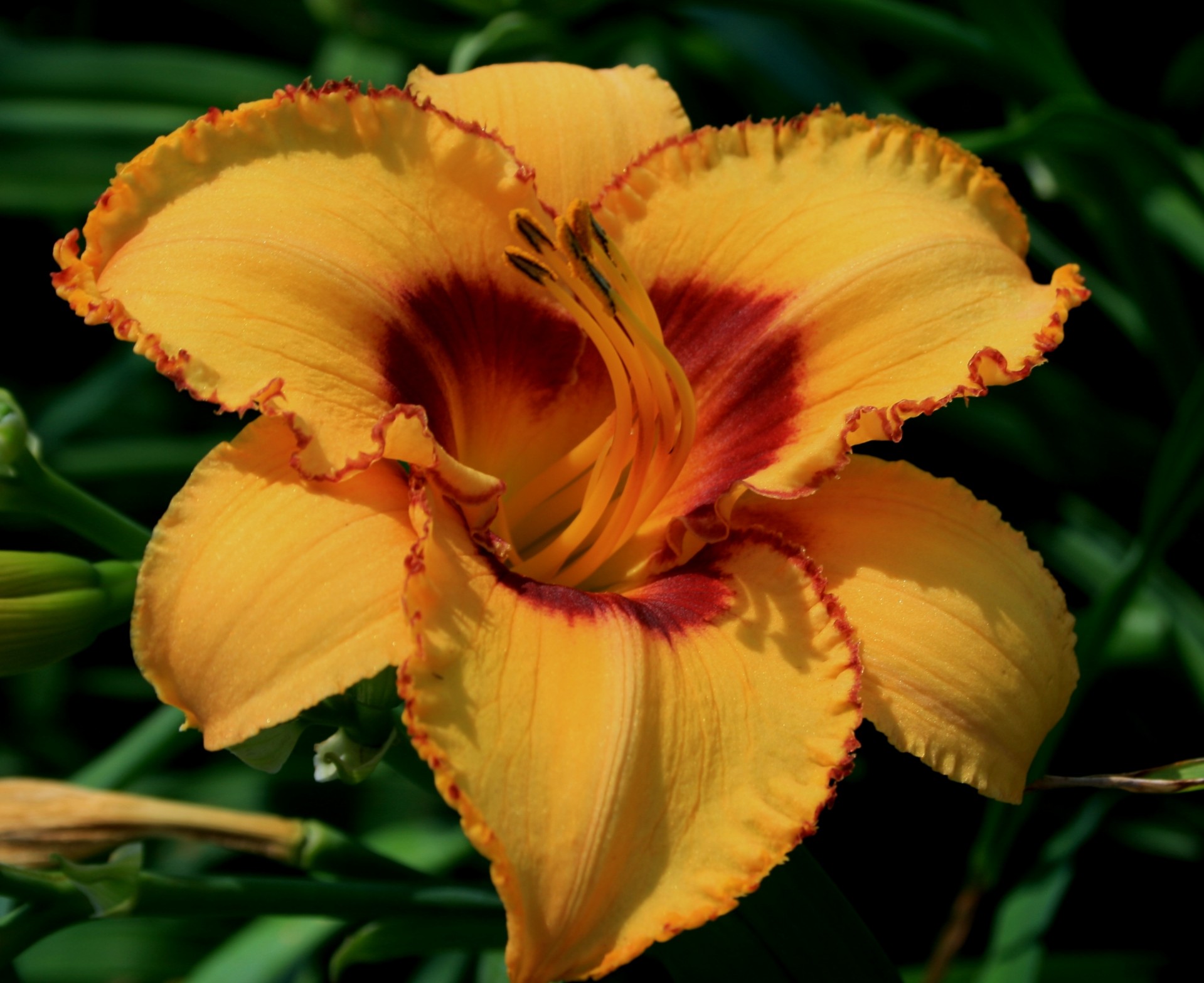 Yellow Day Lily