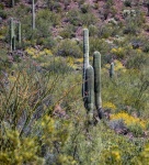 Arizona Desert Saguaro Cactus Photo