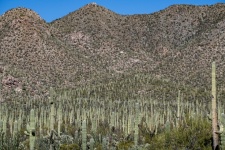 Arizona Desert Saguaro Cactus