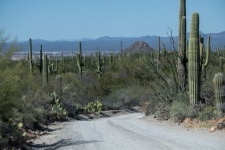 Arizona Saguaro Cacti Photograph