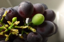 Moist Stalks Of Eaten Grapes