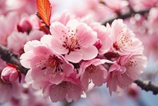 Pink Cherry Blossom Close-Up