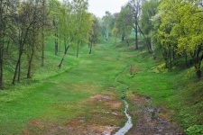 Scene Of Green Trees And Grass