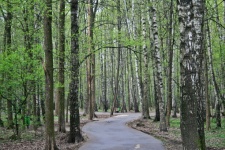 Wooded Area In Moscow In Spring