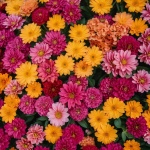 Dahlia Flowers Background