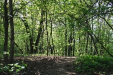 Hiking Path In Wooded Area, Moscow