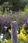 Wooden Post Fence Post Flowers