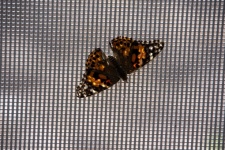 Pained Lady Black Gold Butterfly