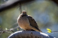 Morning Mourning Dove Photograph